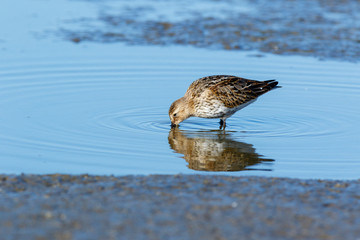 Dunlin (Calidris alpina)