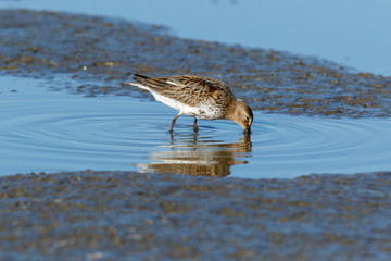 Dunlin (Calidris alpina)