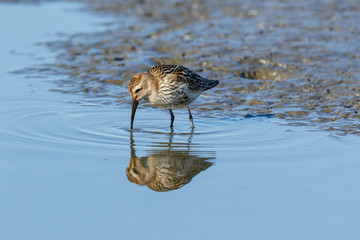 Dunlin (Calidris alpina)