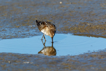Dunlin (Calidris alpina)