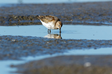 Dunlin (Calidris alpina)