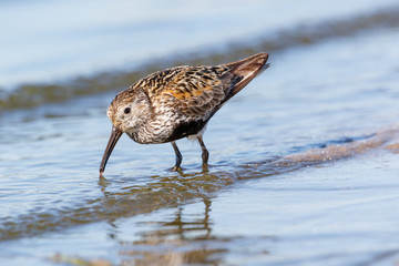 Dunlin (Calidris alpina)