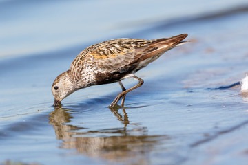 Dunlin (Calidris alpina)