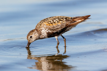 Dunlin (Calidris alpina)