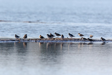 Dunlin (Calidris alpina)