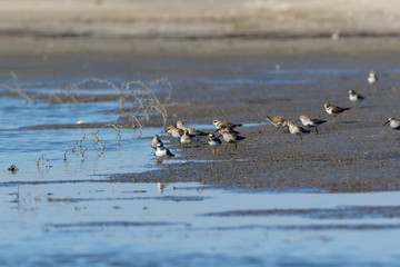 Dunlin (Calidris alpina)