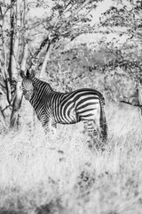 Fototapeta na wymiar zebra in african bush 