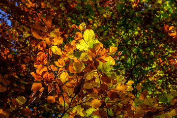 Herbstblätter im Gegenlicht
