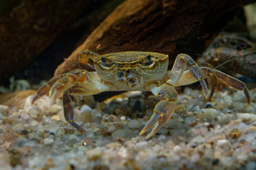Freshwater Crab - Potamon fluviatile living in wooded streams, rivers and lakes in Southern Europe