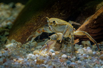 Freshwater Crab - Potamon fluviatile living in wooded streams, rivers and lakes in Southern Europe