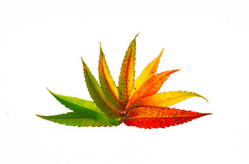 star from leaves autumn color abstract full