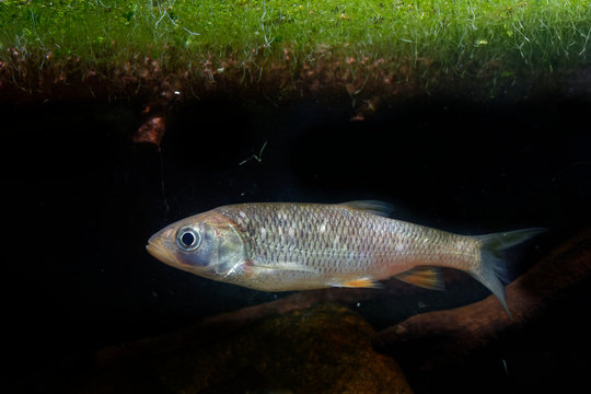 The european chub (Squalius cephalus) in the water under green water plants. Brown fish in the water