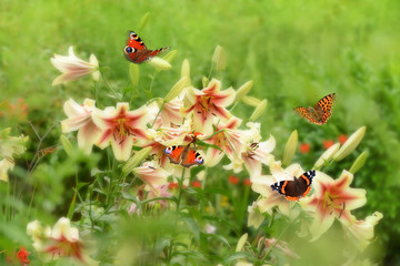 Schmetterling 520 © K.-U. Häßler