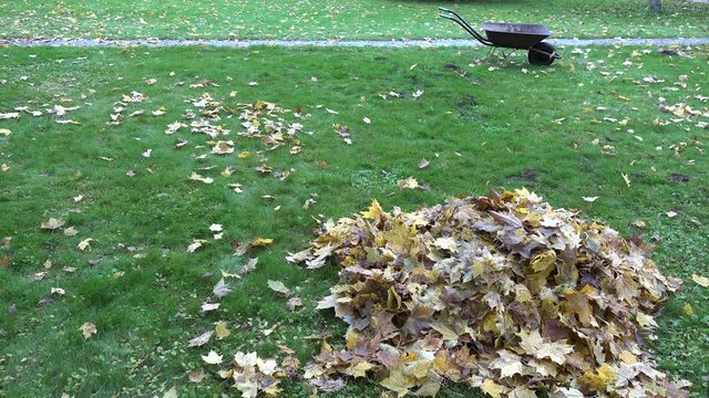 Pile of dry leaves and empty wheelbarrow cart on autumn garden lawn. 4K