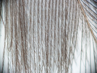 soft feather closeup