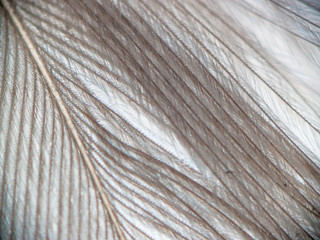 soft feather closeup