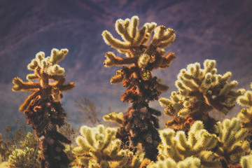 Teddy Bear Chollas at Joshua Tree National Park