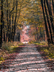 road in woods while spring to autumn transition with beautiful orange and red tones
