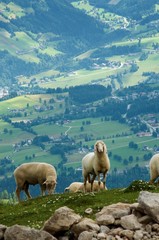 Fototapeta premium Feeding sheeps near the Dachstein massive in Austria. Ramsau am Dachstein village in background.