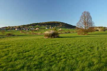 Obraz premium Fresh spring grass and solitaire lime tree on the meadows near Kublov village below Veliz hill.