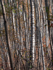 road in woods while spring to autumn transition with beautiful orange and red tones