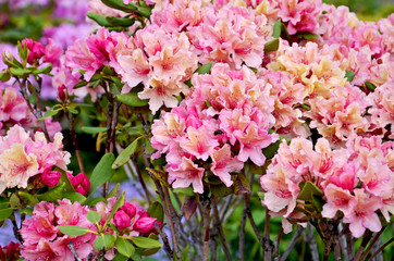  flowers pink tenderness