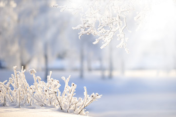 Newly fallen snow covering rose bushes. Selective focus and shallow depth of field.