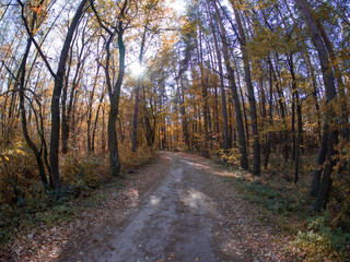 Obraz premium road in woods while spring to autumn transition with beautiful orange and red tones