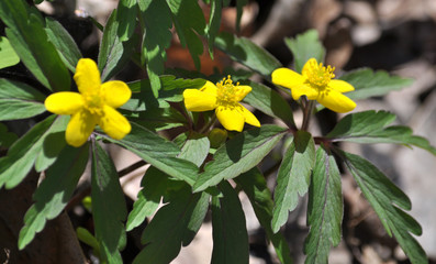 Spring flowering Anemone ranunculoides