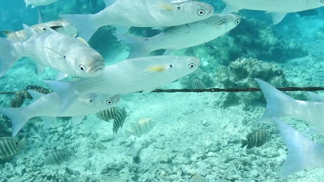 Beautiful slow motion of white tropical fishes underwater shot, french polynesia