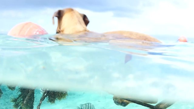 Dog sitting on a rope underwater in french polynesia. sunny day slow motion