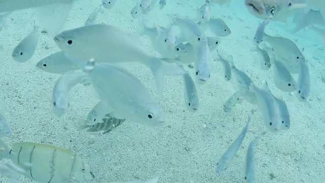 Beautiful slow motion of white tropical fishes underwater shot, french polynesia