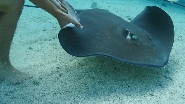 Man petting a stingray underwater shot in slow motion. Clear water in french polynesia