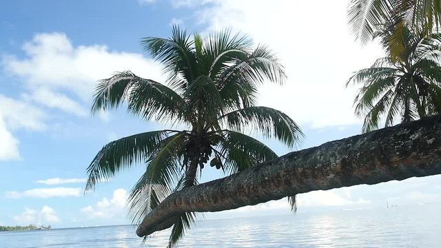 Beautiful palm tree over the water in French Polynesia. Moorea, sunny day