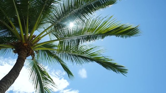 Palm tree from underneath in slow motion. Location French Polynesia Moorea, sunny day