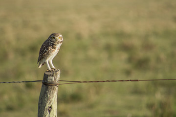 lechuza de campo uruguay