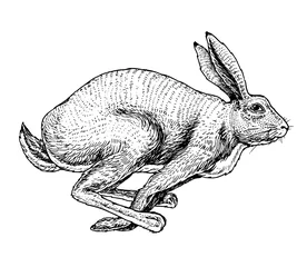 Foto op Aluminium Soaring hare Wild forest animal jumping up. Gray rabbit. Vintage style. Engraved hand drawn sketch. © artbalitskiy
