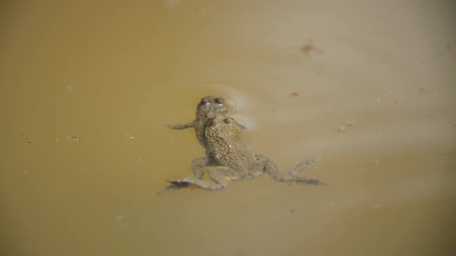 Two yellow-bellied toad during an amplexus in a pond