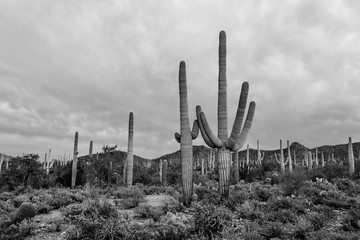 Black and white detail of the Sonoran Desert near Tucson, Arizona, USA. Beautiful cactus, saguaro, prickly pear and cholla dot the rugged arid Southwestern landscape. 