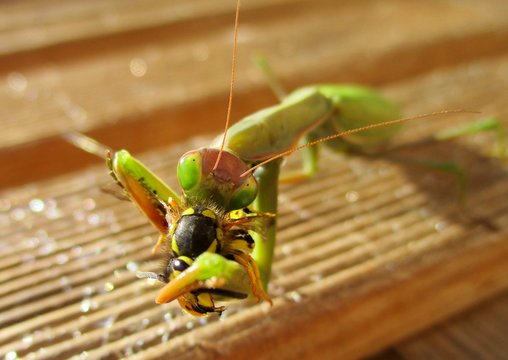 macro de mante religieuse d&eacute;vorant une gu&ecirc;pe sur un caillebotis en bois au soleil