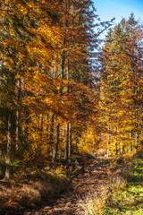 Obraz premium autumn colors / a park full of autumn colors, a mountain trip between beautiful colorful trees in the autumn sun 