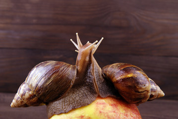 Two snails on the apple