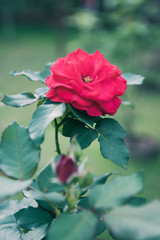Detail of a bright red rose with a green garden on background