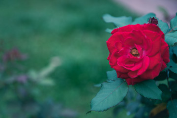 Detail of a mood red rose in a green garden