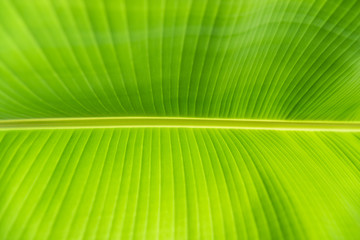 Detail of the pattern and texture of a green banana leaf