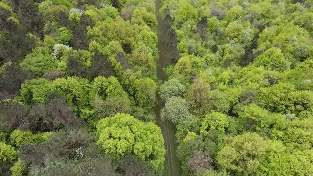 Forest path in Verdun lorraine France drone view