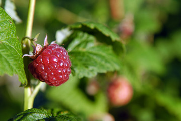  Raspberry berries on a branch.