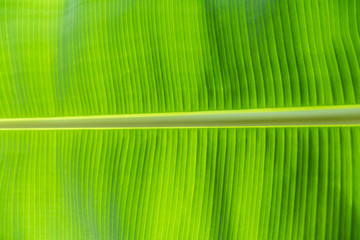 Detail of the pattern and texture of a green banana leaf