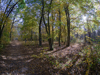 Fototapeta premium road in woods while spring to autumn transition with beautiful orange and red tones