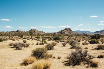 Joshua Tree National Park